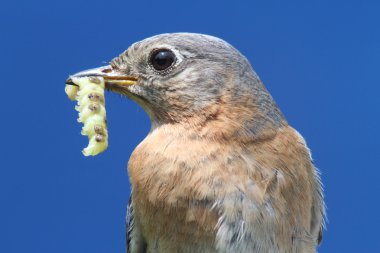 kadın Doğu bluebird