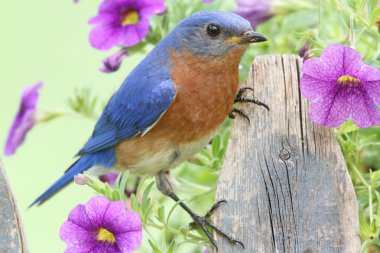 Eastern Bluebird clipart