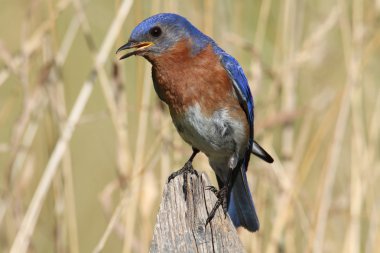 erkek Doğu bluebird