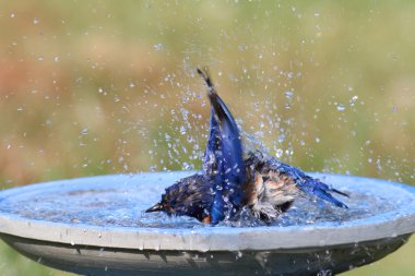 Eastern Bluebird Beating The Heat clipart