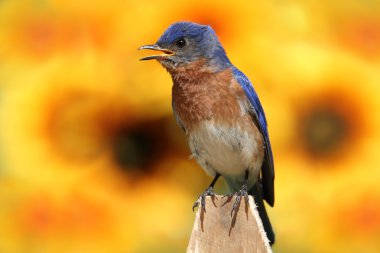 Eastern Bluebird With Sunflowers clipart