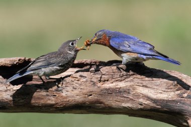 Bebek besleme erkek Doğu mavi kuş
