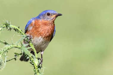 erkek Doğu bluebird