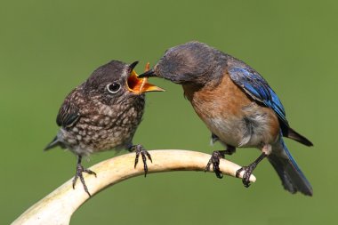 kadın Doğu mavi kuş bebek besleme