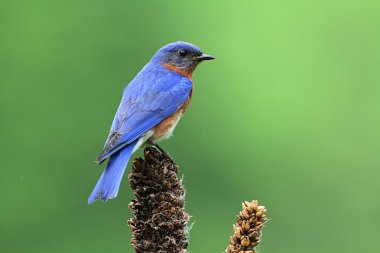 Doğu bluebird dal