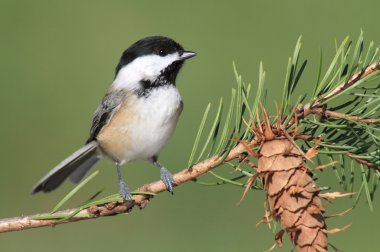 Chickadee on a Branch clipart