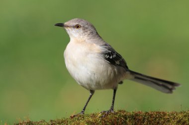 Mockingbird On A Stump clipart