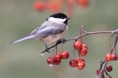 Chickadee on a Branch clipart