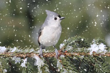 Titmouse in Snow clipart