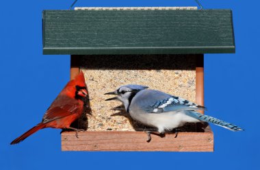 Birds on a Feeder clipart