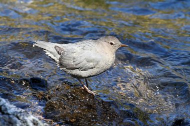 Amerikan Kepçe (Cinclus mexicanus)