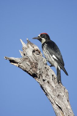 Meşe palamudu ağaçkakan (Melanerpes formicivorus)