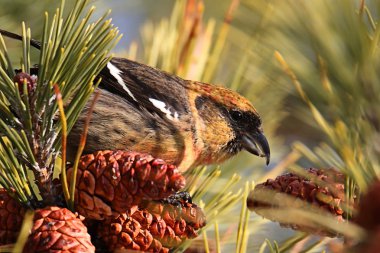 AK kanatlı çaprazgaga (Loxia leucoptera)