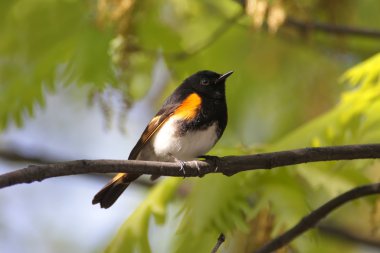 American Redstart Warbler Singing clipart