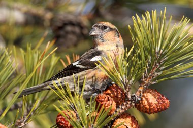 White-winged Crossbill (Loxia leucoptera) clipart