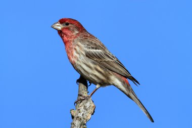 Erkek evi Finch (Carpodacus mexicanus)