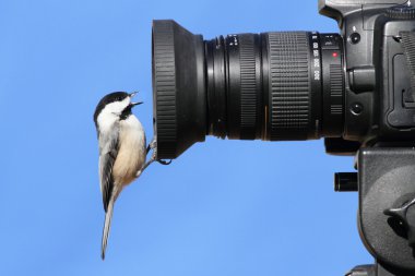 bir fotoğraf makinesinde bülbül