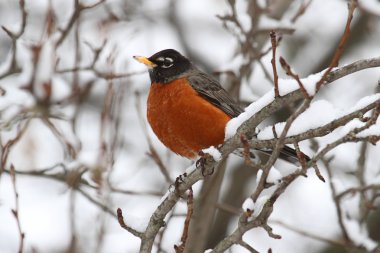 Amerikalı Robin (turdus migratorius)