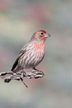 Erkek evi Finch (Carpodacus mexicanus)