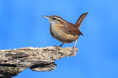 Carolina wren kütük üstünde