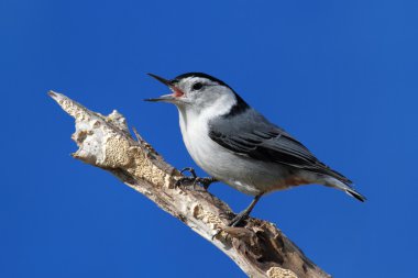 Bird Singing clipart