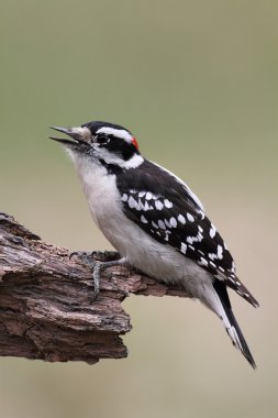 Erkek Downy ağaçkakan (picoides pubescens)