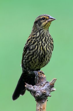 Red-winged Blackbird clipart