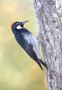 Acorn Woodpecker (Melanerpes formicivorus) clipart