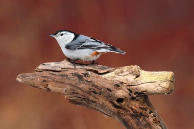 White-breasted Nuthatch On A Stump clipart