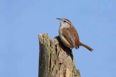 Carolina wren kütük üstünde