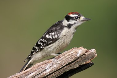 Tüylü ağaçkakan (Picoides pubescens)