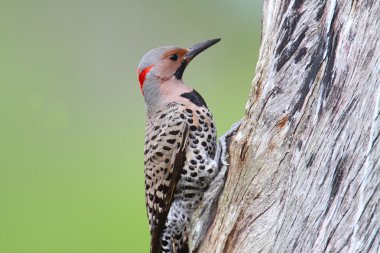 Woodpecker building a nest clipart