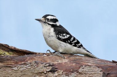 Kadın Downy ağaçkakan (picoides pubescens)