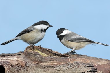 Pair of Birds on a Log clipart