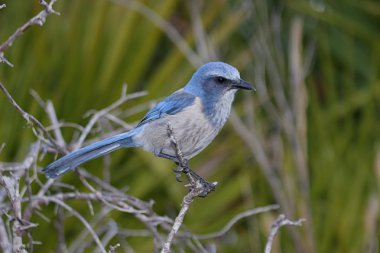 nesli tükenmekte olan florida scrub-jay