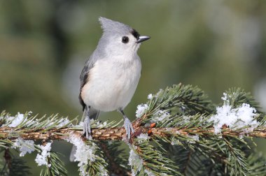 Titmouse On A Snow-covered Branch clipart