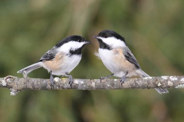 Pair of Chickadees on a Branch clipart