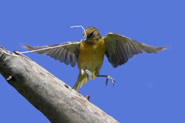 Baltimore sarıasma (sarilik galbula)