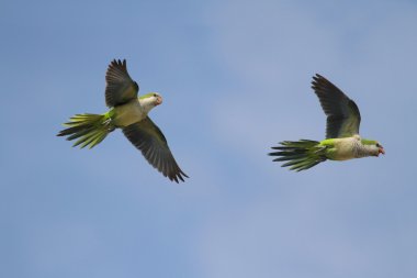 Pair of Parrots In Flight clipart