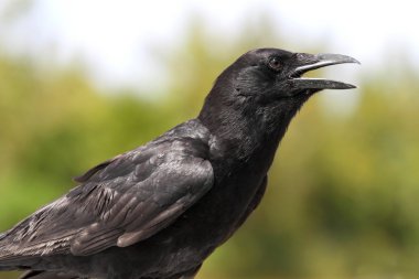 American Crow (Corvus brachyrhynchos) clipart