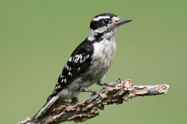 Tüylü ağaçkakan (Picoides pubescens)