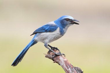 nesli tükenmekte olan florida scrub-jay