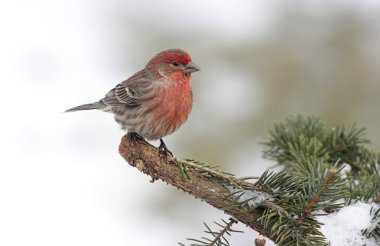 House Finch In Snow clipart