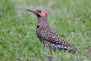 Northern Flicker Colaptes auratus clipart