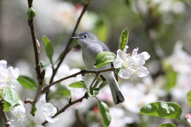 Blue-gray Gnatcatcher clipart