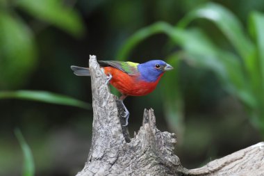 Boyalı kiraz kuşu (Passerina ciris)