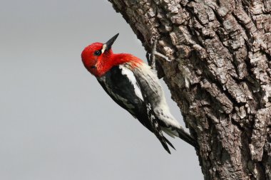 Woodpecker On A Tree Trunk clipart