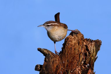 Carolina wren kütük üstünde