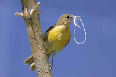 Baltimore sarıasma (sarilik galbula)