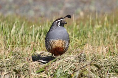 California Quail (Callipepla californica) clipart